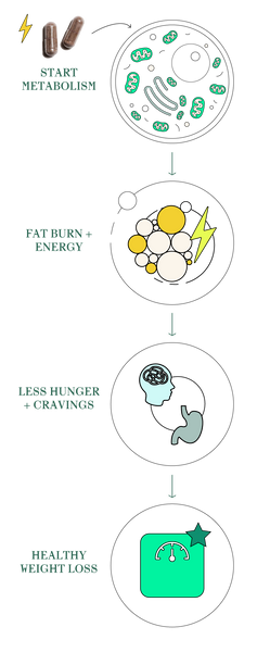 Real metabolic change starts at the cellular level