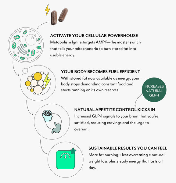 The Science behind metabolism ignite
